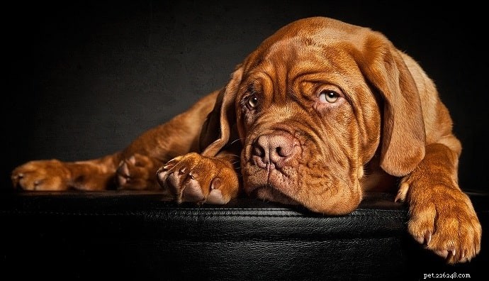 15 cães mal-humorados se você quiser um animal de estimação canino sério em casa