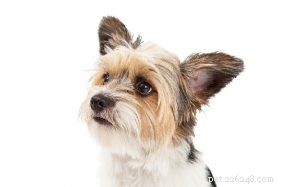 Informações sobre a raça de cães Yorkie-ton