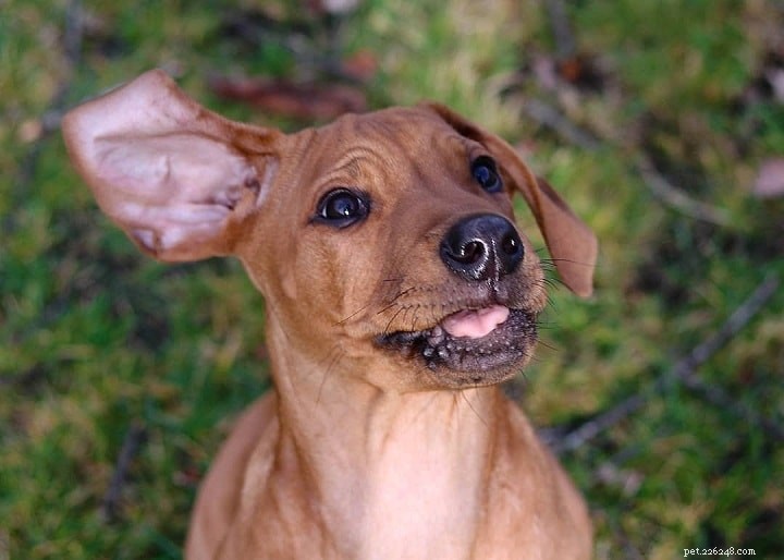 Informazioni sulla razza del cane Rhodesian Ridgeback