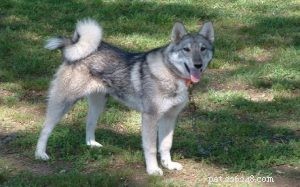 ウエストシベリアンライカ犬の品種情報 