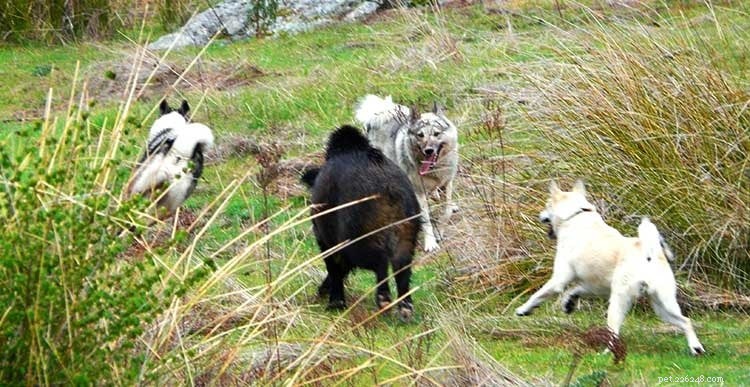 Informações sobre a raça de cães Laika da Sibéria Ocidental