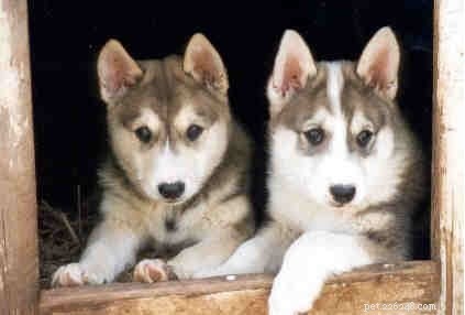 Informatie over West-Siberische Laika-hondenrassen