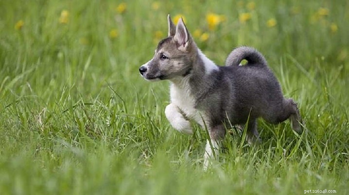 Informace o plemeni západosibiřského psa Laika