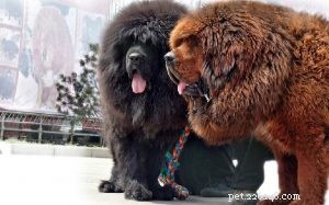 Informazioni sulla razza del cane mastino tibetano
