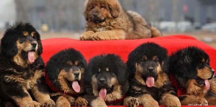 Informations sur la race de chien Dogue du Tibet