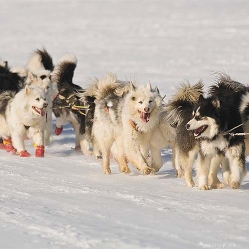 Informace o plemeni psa Yakutian Laika