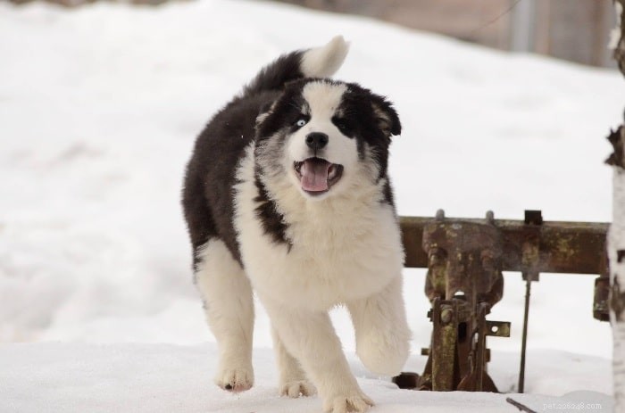 Информация о породе собак якутская лайка
