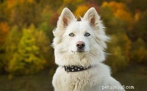 Informatie over het hondenras Yakutian Laika