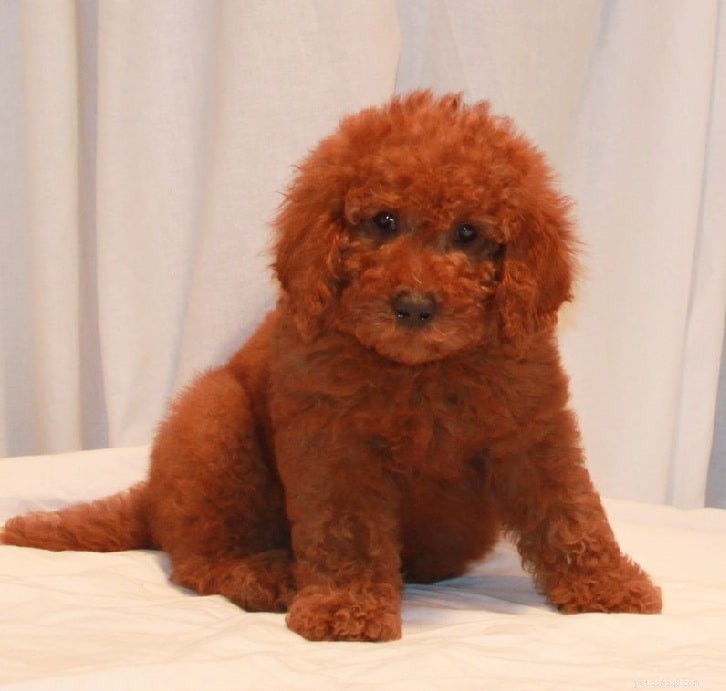 Tipos de poodle vermelho disponíveis no mercado de filhotes