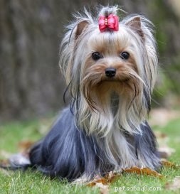 Informazioni sulla razza canina di Yorkipoo