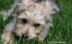 Информация о породе собак йорки-бишон