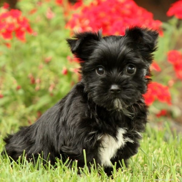Informazioni sulla razza canina Yorkie Bichon