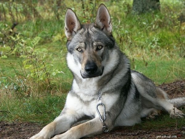 Types de races de chiens de berger allemand disponibles