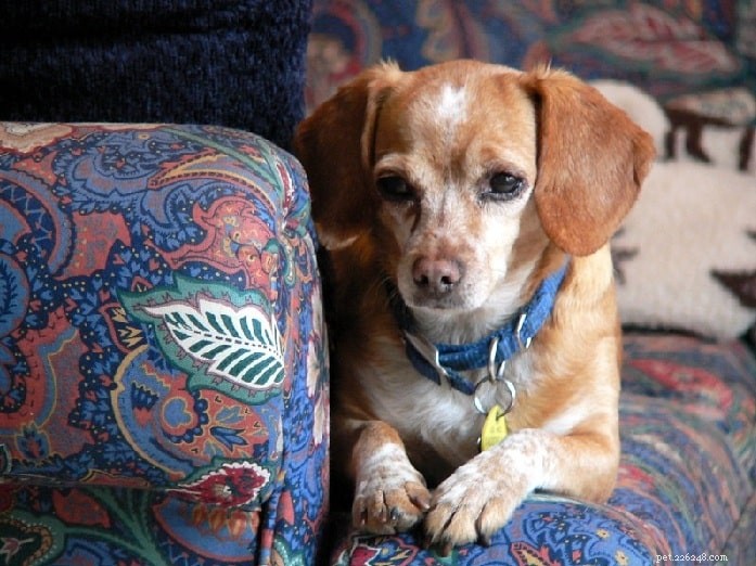 Beschikbare soorten Chihuahua Mix-hondenrassen