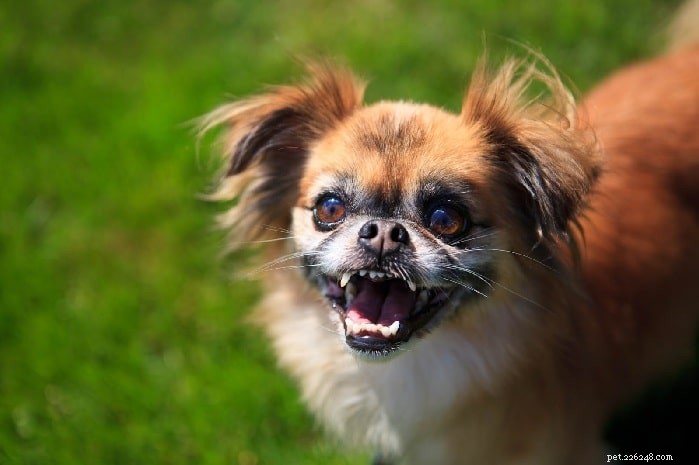 Types de races de chiens mixtes Chihuahua disponibles