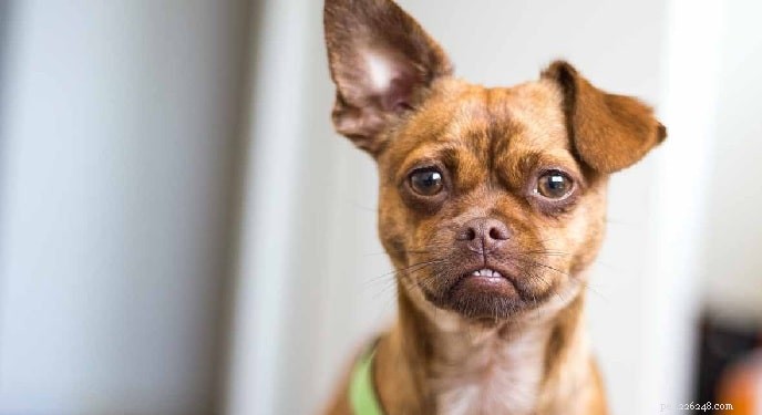 Tipi di cani di razza Chihuahua Mix disponibili