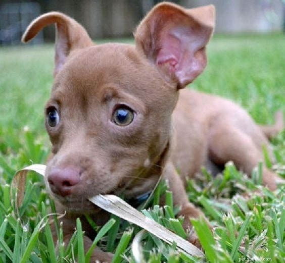 Pitbull Chihuahua mix (ChiPit) – Informações sobre raças de cães