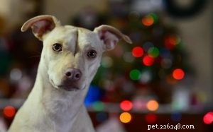 Pitbull Chihuahua-mix (ChiPit) – Informatie over hondenrassen