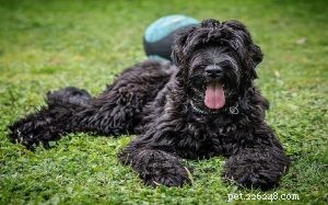 Информация о породе собак русский черный терьер