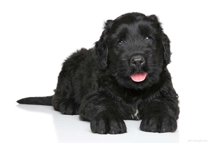 ブラック・ロシアン・テリア犬の品種情報 