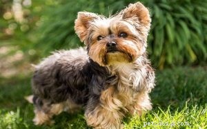 Informazioni sulla razza del cane Yorkshire Terrier