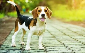 Beaglehundrasinformation