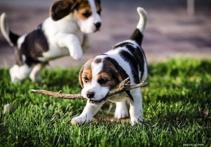 Informazioni sulla razza del cane Beagle