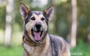 Informazioni sulla razza del cane Gerberian Shepsky (Mix pastore tedesco husky)