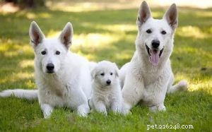 Rasinformation för vit schäferhund
