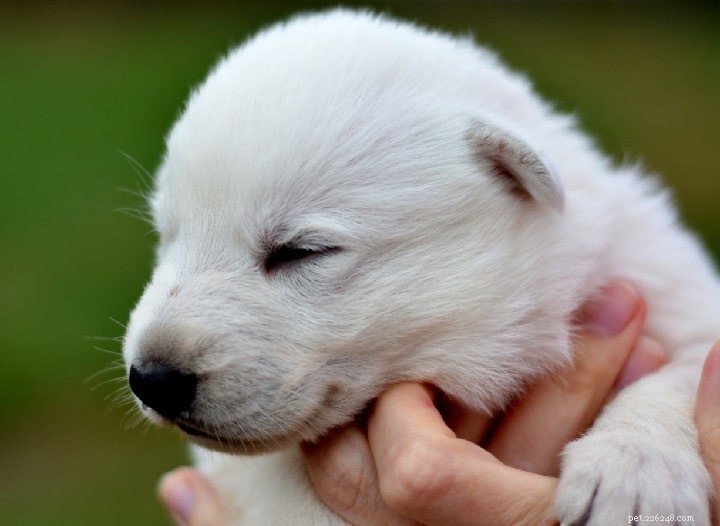 Informazioni sulla razza del cane pastore tedesco bianco
