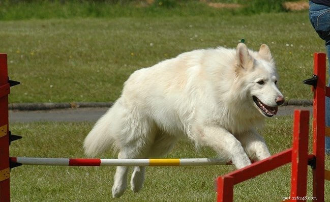 Rasinformation för vit schäferhund