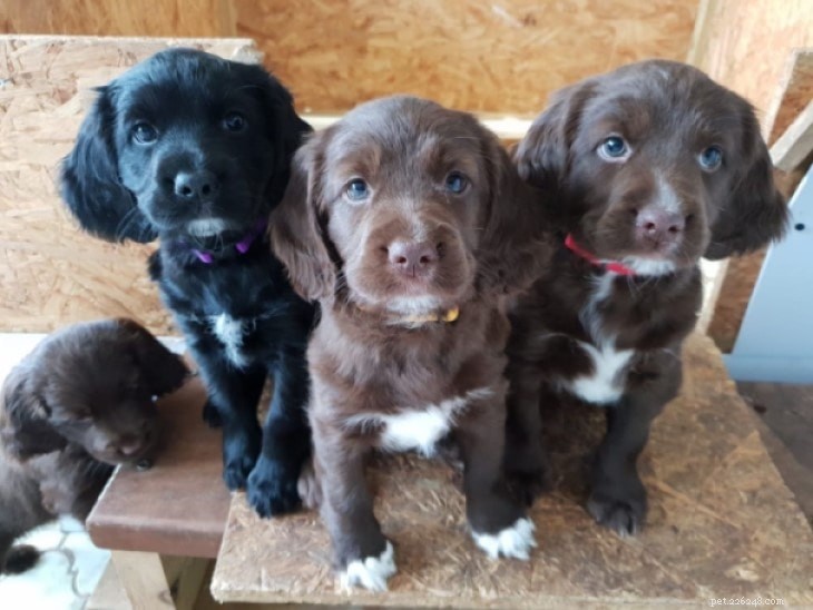 Informazioni sulla razza di cani del Sussex Spaniel