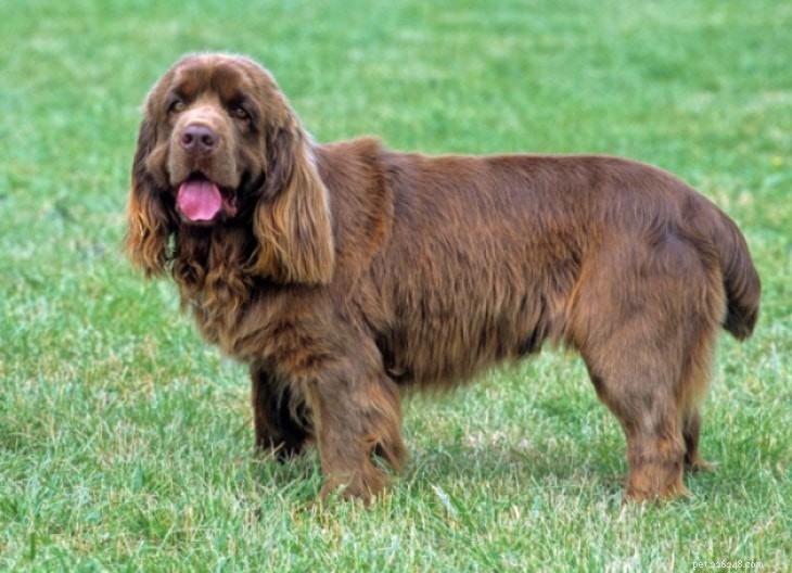 Informações sobre a raça do cão Sussex Spaniel