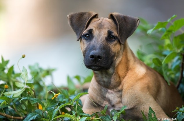 Daniff (mélange Dogue Allemand et Mastiff) Informations sur la race de chien