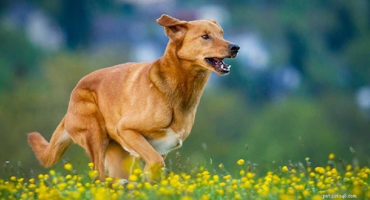 Golden Retriever Duitse Herder Mix (Golden Shepherd)Hondenras Informatie