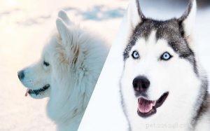 Informations sur la race de chien Huskimo