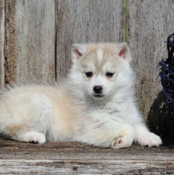 Informazioni sulla razza di cani Huskimo