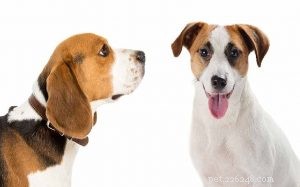 Информация о породе собак джекаби (помесь Джека Рассела и Бигля)