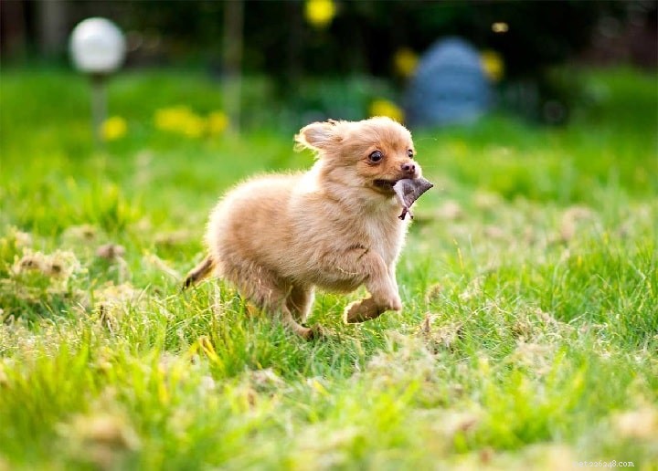 Informace o plemeni psa Pomeranian Chihuahua Mix (Pomchi)