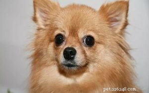 Pomeranian Chihuahua Mix (Pomchi) Hundrasinformation