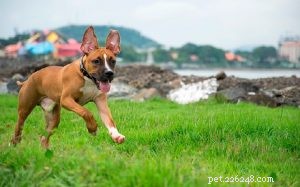 Duitse herder Pitbull Mix (Duitse pit) hondenrasinformatie