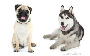 Informações sobre raças de cães Husky Pug Mix (Hug)