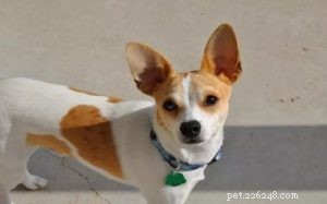 Jack Russell Chihuahua Mix (Jack Chi) – Informatie over hondenrassen