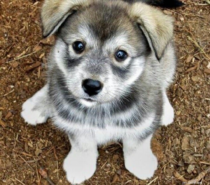 Informazioni sulla razza di cani Husky Pug Mix (Hug)
