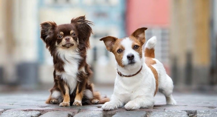 Jack Russell Chihuahua Mix (Jack Chi) – Informazioni sulla razza canina