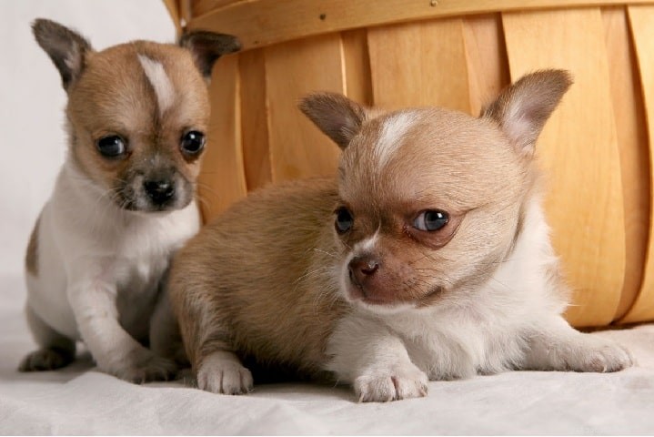 Jack Russell Chihuahua Mix (Jack Chi) – Informações sobre raças de cães