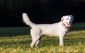 Informazioni sulla razza di cani Pyrador