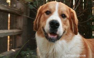 Информация о породе бернских собак