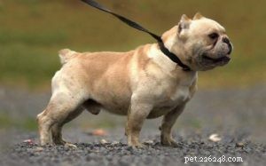 Informações sobre raças de cães de pequeno porte