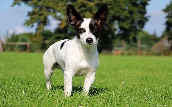 Tipos de raças de cães de mistura de Chihuahua Terrier disponíveis